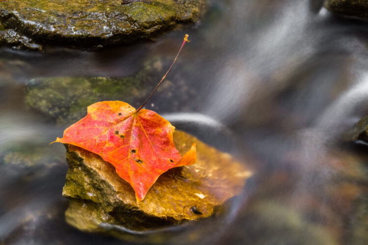 Autumn leaf in a stream - letting go and change